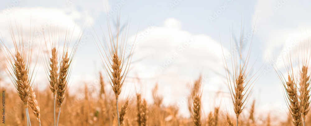 Nice golden agriculture landscape web banner. Rural scene under sunlight. Touching grass walking through the field. Nature, agriculture, harvest concept. An ideal wallpaper, backplate with copy space