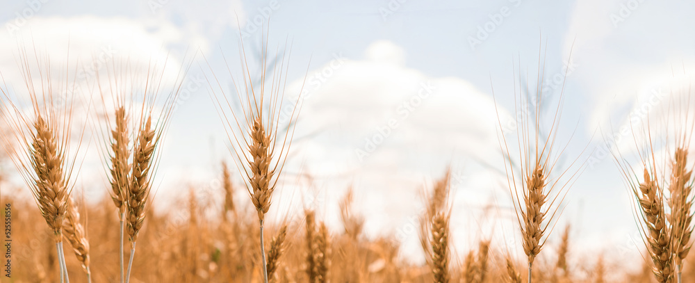 Obraz premium Nice golden agriculture landscape web banner. Rural scene under sunlight. Touching grass walking through the field. Nature, agriculture, harvest concept. An ideal wallpaper, backplate with copy space