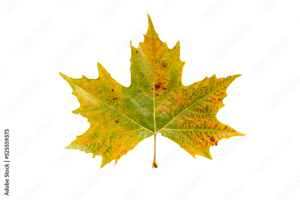 Fall yellow plane tree leaf isolated transparent png. Platanus autumn foliage. Fall yellow plane tree leaf isolated transparent png. Platanus autumn foliage.
