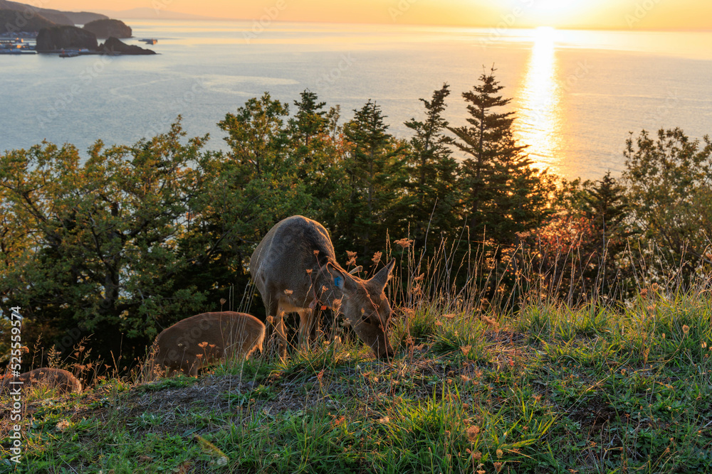 夕陽の名所プユニ岬「秋の北海道」 StockFoto Adobe Stock