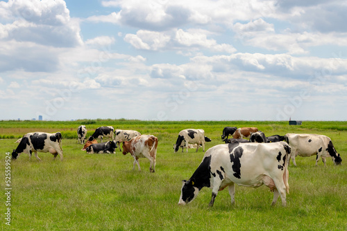 A group of black and white Dutch cow standing and nibbling fresh grass on green meadow  Typical polder landscape in Holland  Open farm with dairy cattle on the field in countryside farm  Netherlands.