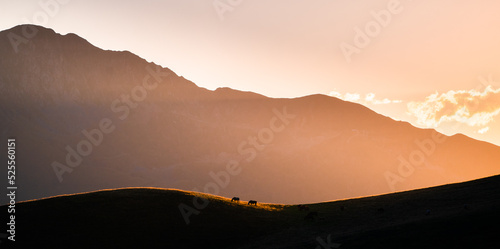 Horses grazing on grassy highlands at sunset
