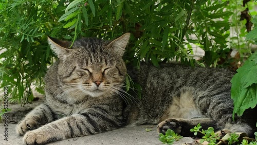 Striped cat sleeping near green grass. Tabby tired cat is resting on the street. Portrait of big striped homeless cat lying sleeping relaxing outdoors close-up slow motion