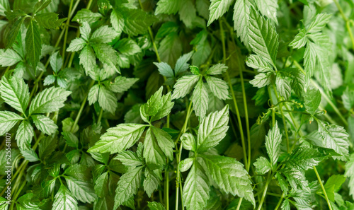 фотографія jiaogulan plant closeup