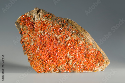 A sample of a natural mineral Crocoite (chromate class) brush orange prismatic crystals on berezit mineral, red chrome ore, lead chromate. Museum Mineral Series. Mineralogical sample photo
