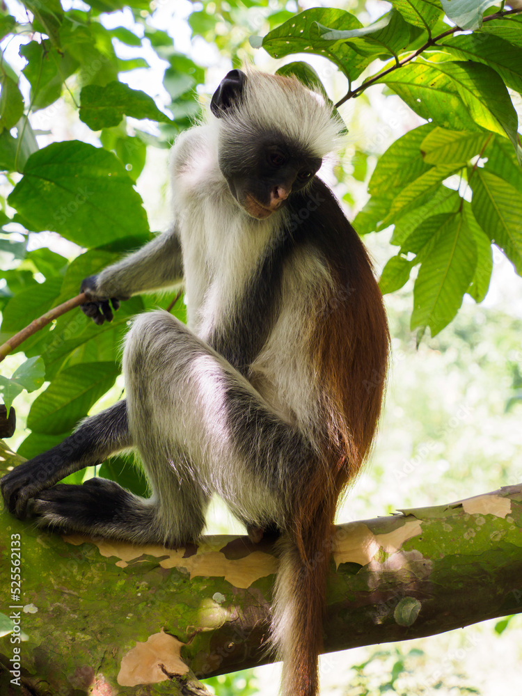 Obraz premium zanzibar