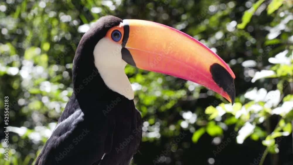 Close up shot of exotic toco toucan bird in natural setting near Iguazu Falls, Brazil. Close up shot of exotic toco toucan bird in natural setting near Iguazu Falls, Brazil.