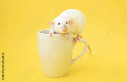 Small cute white dumbo rat on yellow background photo