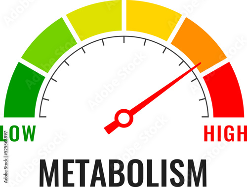 Metabolism level meter, vector illustration