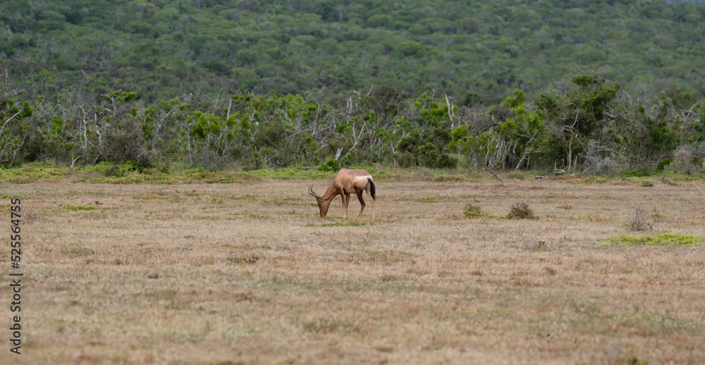 Südafrikanische Kuhantilope in der Wildnis und Savannenlandschaft von Afrika