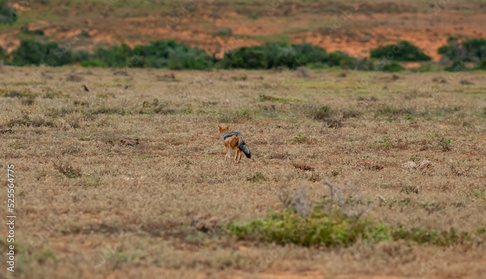 Fototapeta premium Schabrackenschakal in der Wildnis und Savannenlandschaft von Afrika