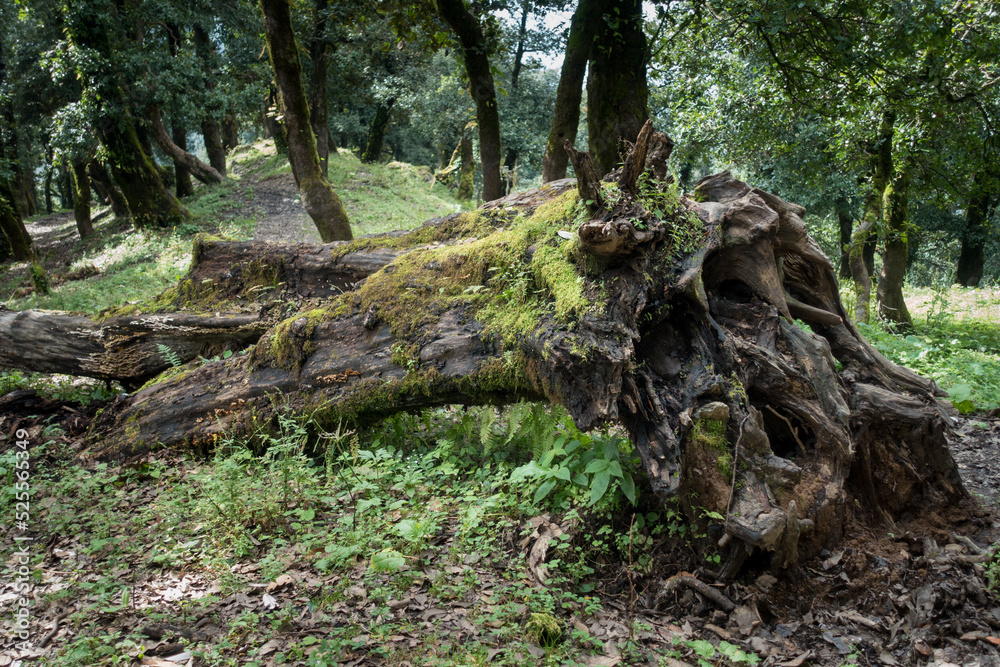A fallen rhododendron tree in the forest of Uttarakhand, India. A fallen rhododendron tree in the forest of Uttarakhand, India.