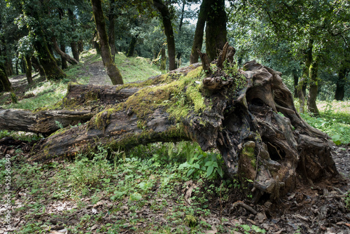 A fallen rhododendron tree in the forest of Uttarakhand, India.