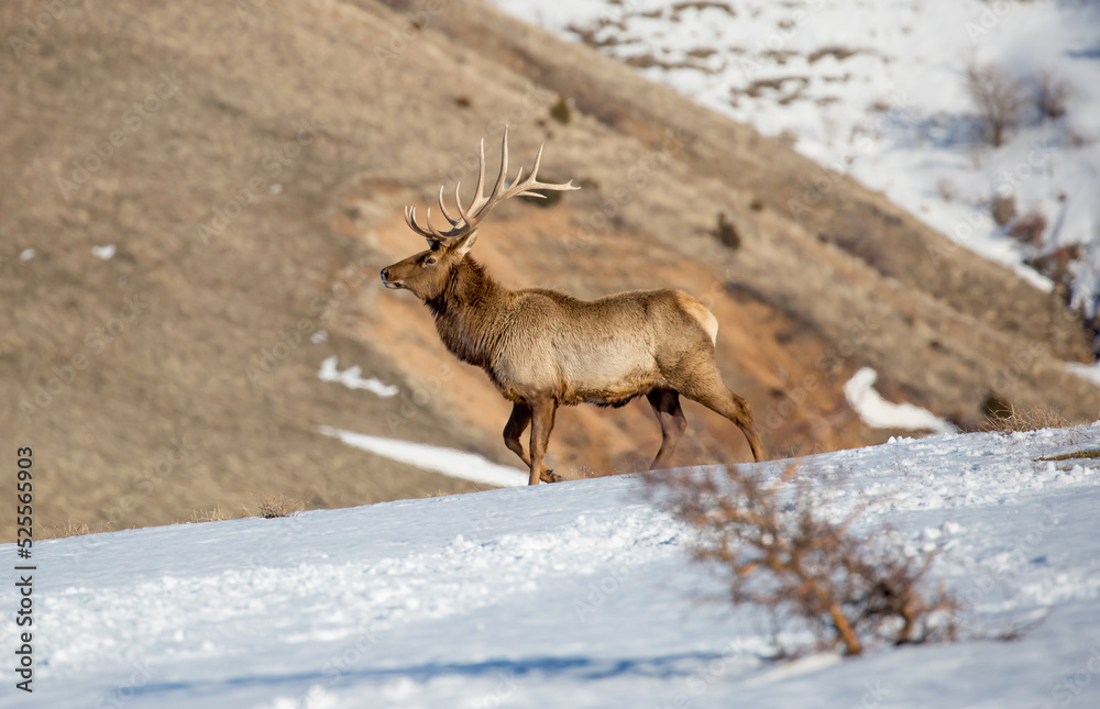 Naklejka premium Deer in the snow against the sky and mountains. A herd of wild deer.
