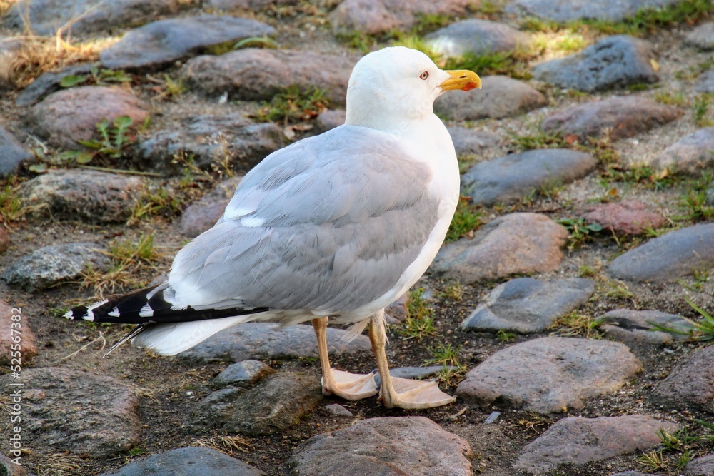 seagull on the rock seagull on the rock
