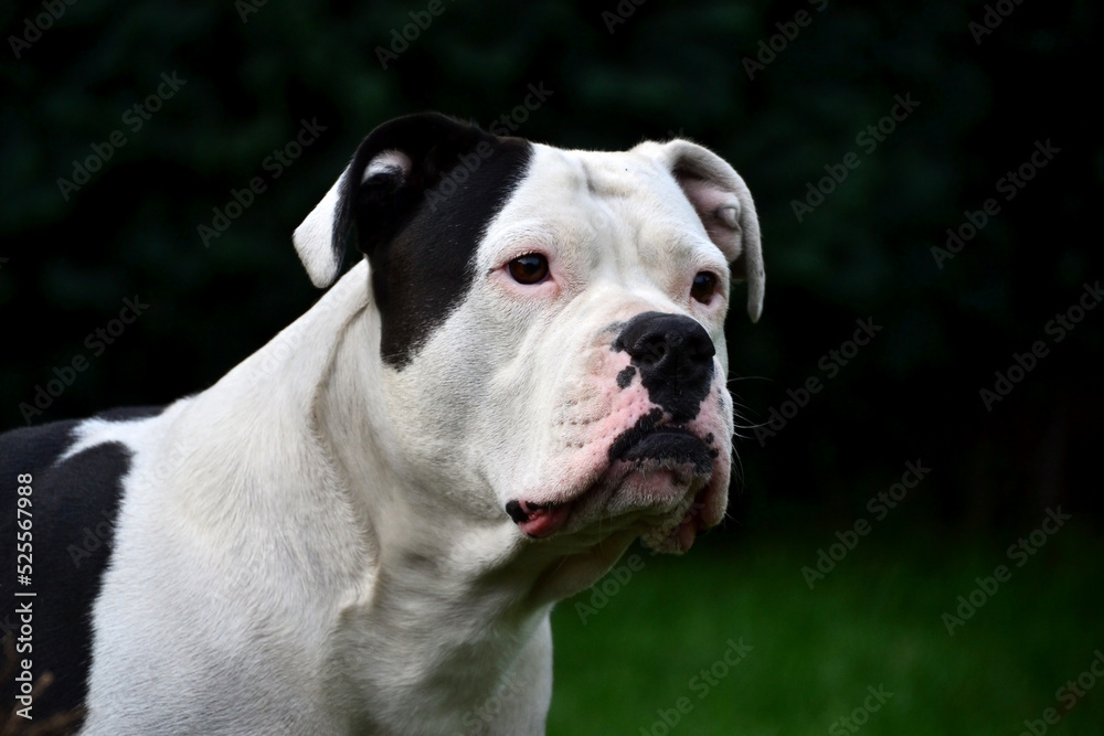 Portrait einer großen Bulldogge