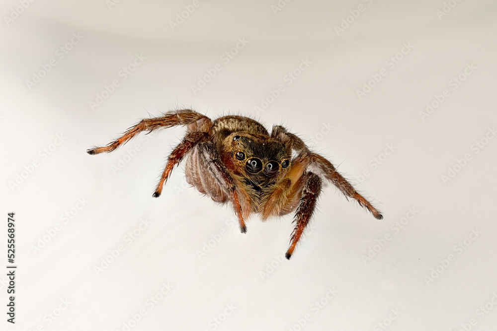 spider cleaning itself spider cleaning itself