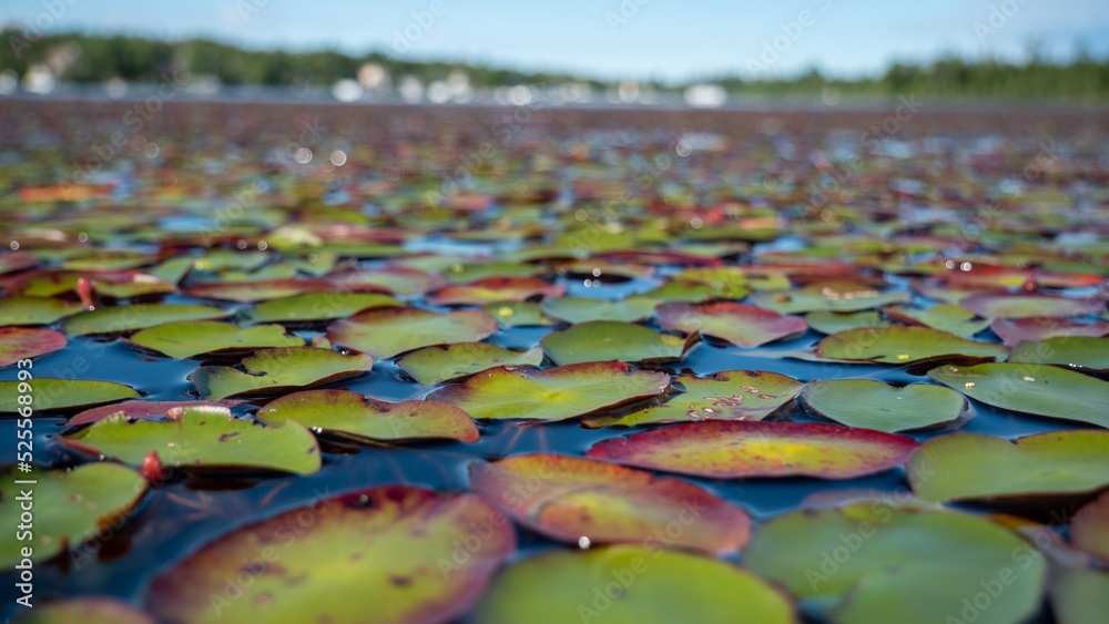 Obraz premium Nénuphars sur le lac, Canada 