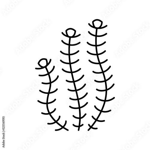 hornwort marine seaweed line icon vector illustration