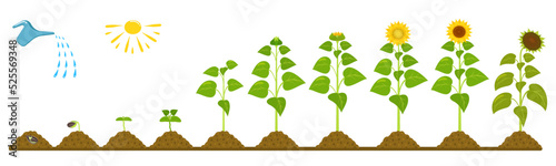 Sunflower growth life cycle. Infographic of seed germination in agriculture.