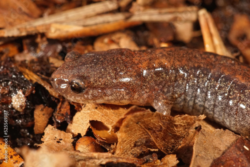 Closeup on an adult Eastern red-backed salamander, Plethodon cinereus