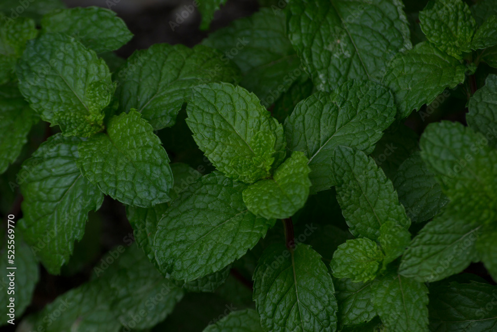 Leaves of mint mint (Mentha x villosa) cultivated in organically managed substrate or soil in the city of Rio do Janeiro, Brazil. Leaves of mint mint (Mentha x villosa) cultivated in organically managed substrate or soil in the city of Rio do Janeiro, Brazil.