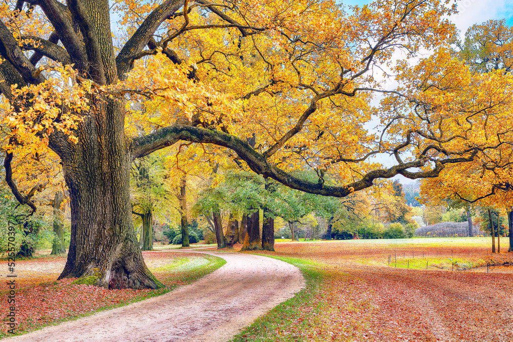 Naklejka premium Amazing autumn landscape with old oak trees in Muskau Park.