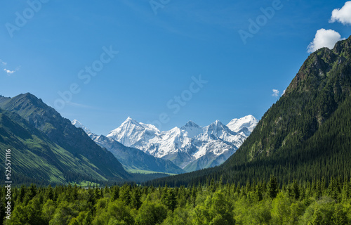 landscape of forest and snow peak
