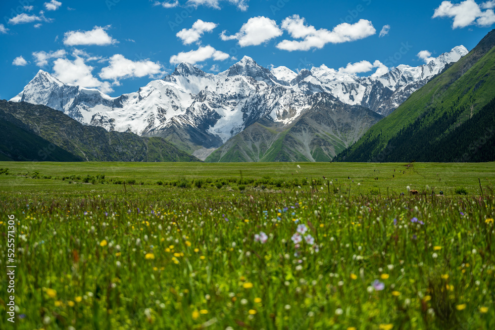 wild flowers in foreground and snow mountains in distance, landscape in Xiata National Park, Xinjiang, China.