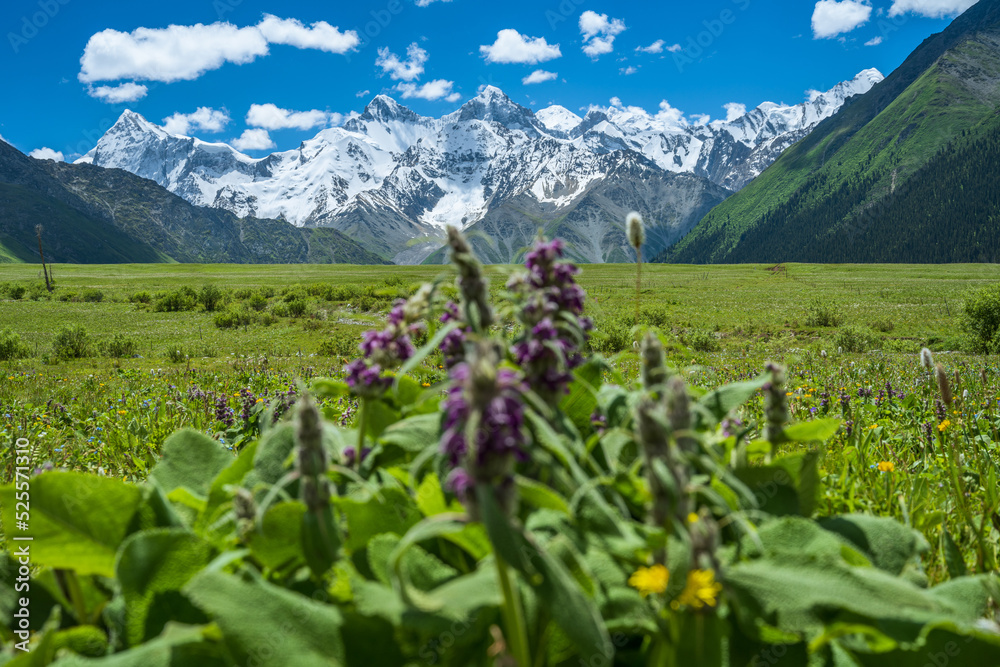 wild flowers in foreground and snow mountains in distance, landscape in Xiata National Park, Xinjiang, China.