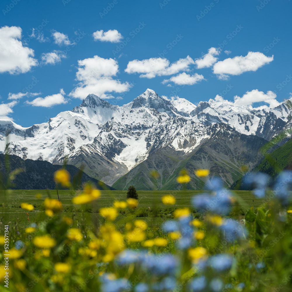 wild flowers in foreground and snow mountains in distance, landscape in Xiata National Park, Xinjiang, China.