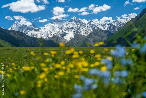 wild flowers in foreground and snow mountains in distance, landscape in Xiata National Park, Xinjiang, China.