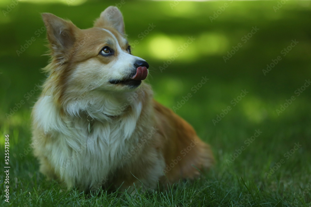 Cute Welsh Corgi Pembroke on the green grass in the park
