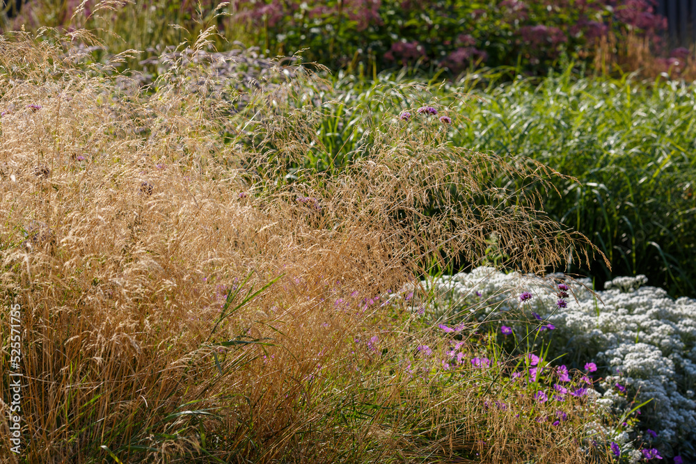 Fototapeta premium Ornamental grasses and cereals in the herb garden. Blooming meadow plants and grasses