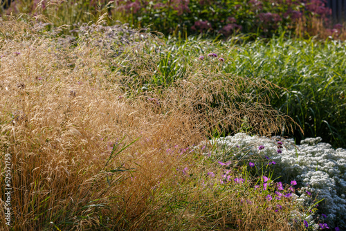 Ornamental grasses and cereals in the herb garden. Blooming meadow plants and grasses