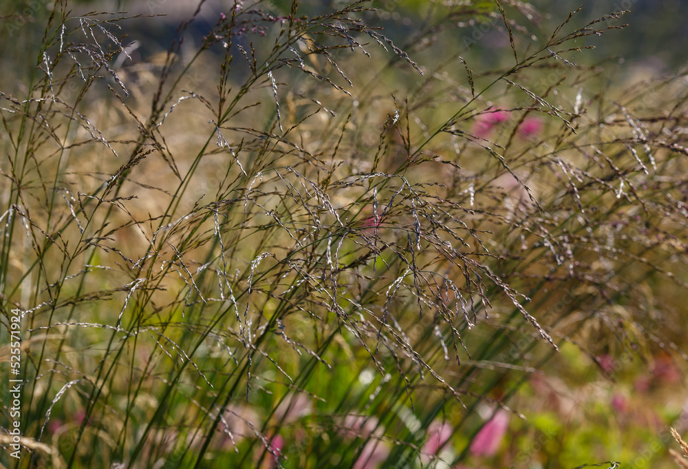Ornamental grasses and cereals in the herb garden. Blooming meadow plants and grasses Ornamental grasses and cereals in the herb garden. Blooming meadow plants and grasses