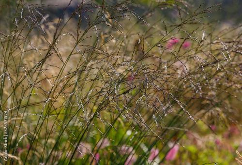 Ornamental grasses and cereals in the herb garden. Blooming meadow plants and grasses © Flower_Garden