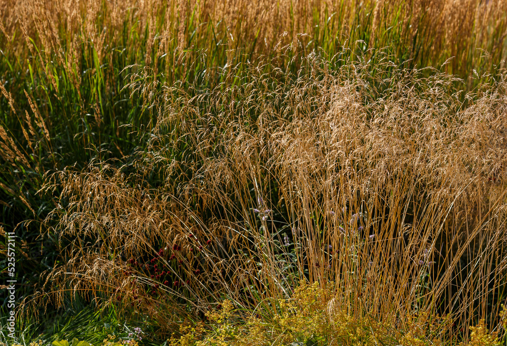 Ornamental grasses and cereals in the herb garden. Blooming meadow plants and grasses Ornamental grasses and cereals in the herb garden. Blooming meadow plants and grasses