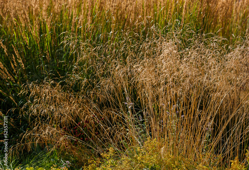 Ornamental grasses and cereals in the herb garden. Blooming meadow plants and grasses