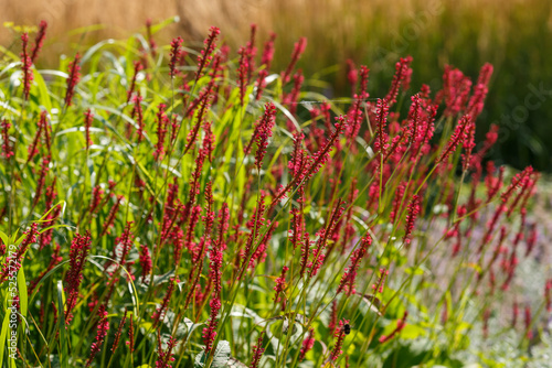 Persicaria hydropiper (syn. Polygonum hydropiper), also known as water pepper, marshpepper knotweed, or tade. Ornamental grasses and cereals in the herb garden.  photo