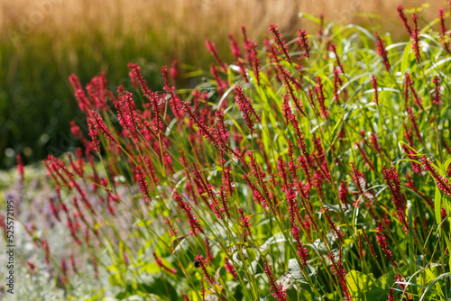 Persicaria amplexicaulis Taurus in herb garden in autumn time. Ornamental grasses and cereals in the herb garden. Blooming meadow plants and grasses. photo