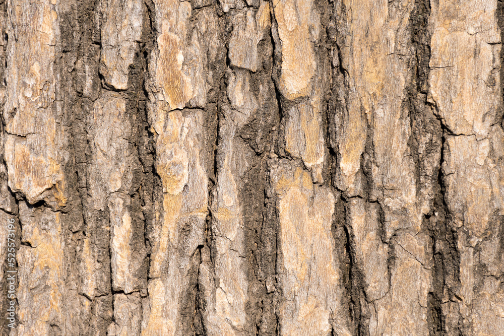 Obraz premium Texture of the bark of a tree rather rough.