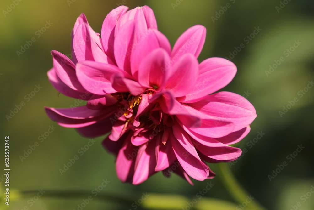 Obraz premium pink flower close up