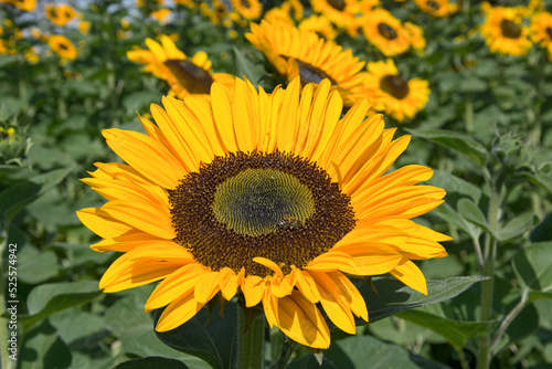Close-up of a large orange sunflower