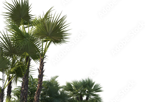 Tropical plants on a transparent background © jomphon