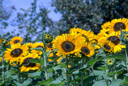 Field of bright orange sunflowers  many flowers  against blurred trees