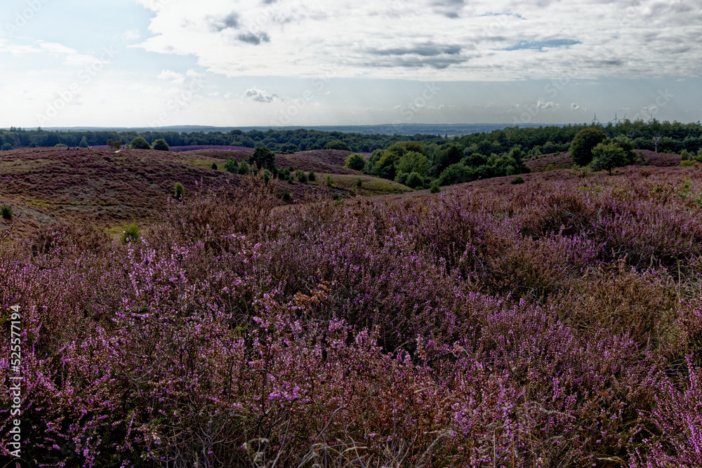 Naklejka premium Heather field in region Arnhem in the Netherlands