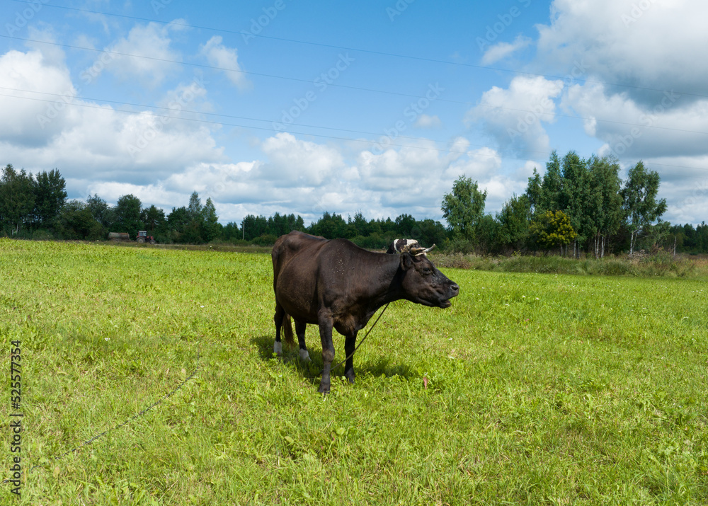 Cow in field at farm, drone view. Cows graze on field with green grass. Cow grazes eating grass to make fresh milk. Floating farms in field. Cows and livestock. Animal husbandry at farm field. Cow in field at farm, drone view. Cows graze on field with green grass. Cow grazes eating grass to make fresh milk. Floating farms in field. Cows and livestock. Animal husbandry at farm field.