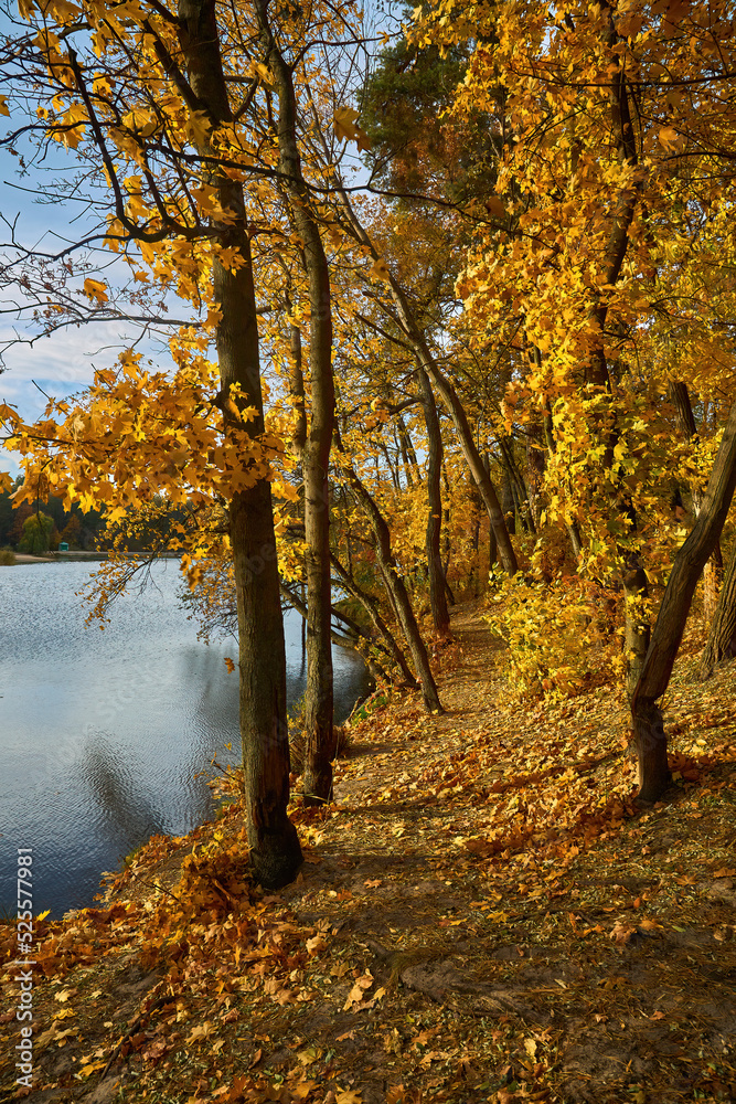autumn landscape with yellow trees over the river and reflection of trees in the water on a sunny day. Golden autumn