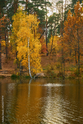 Beautiful autumn nature landscape.Sunny autumn scene with birch tree with orange and red leaves hanging over the water surface.